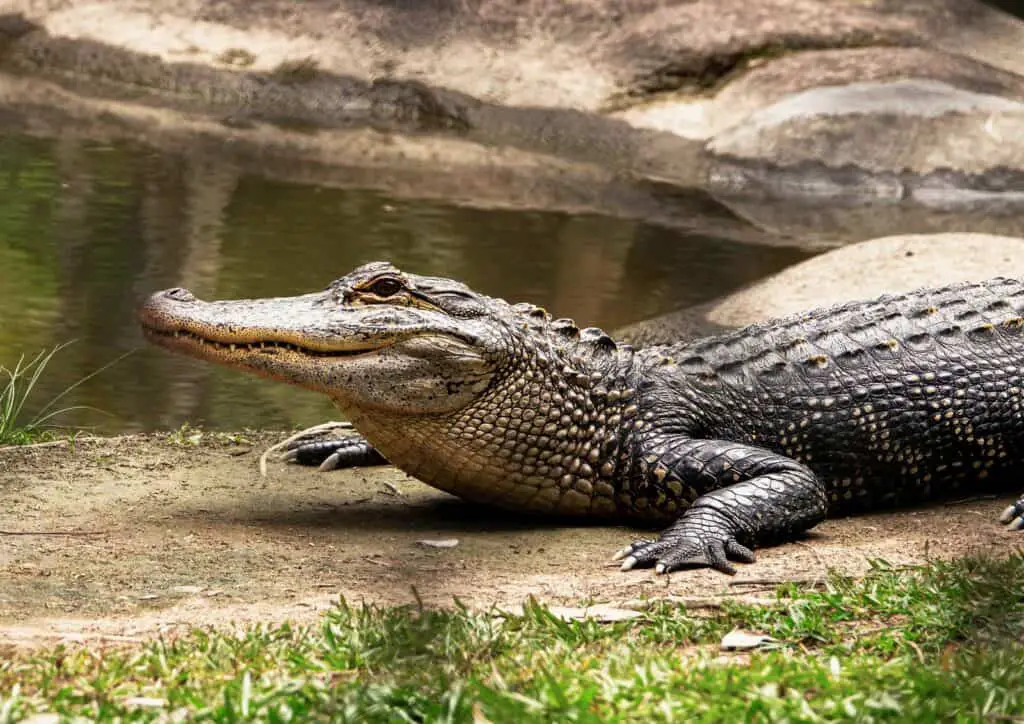 black crocodile on body of water during daytime