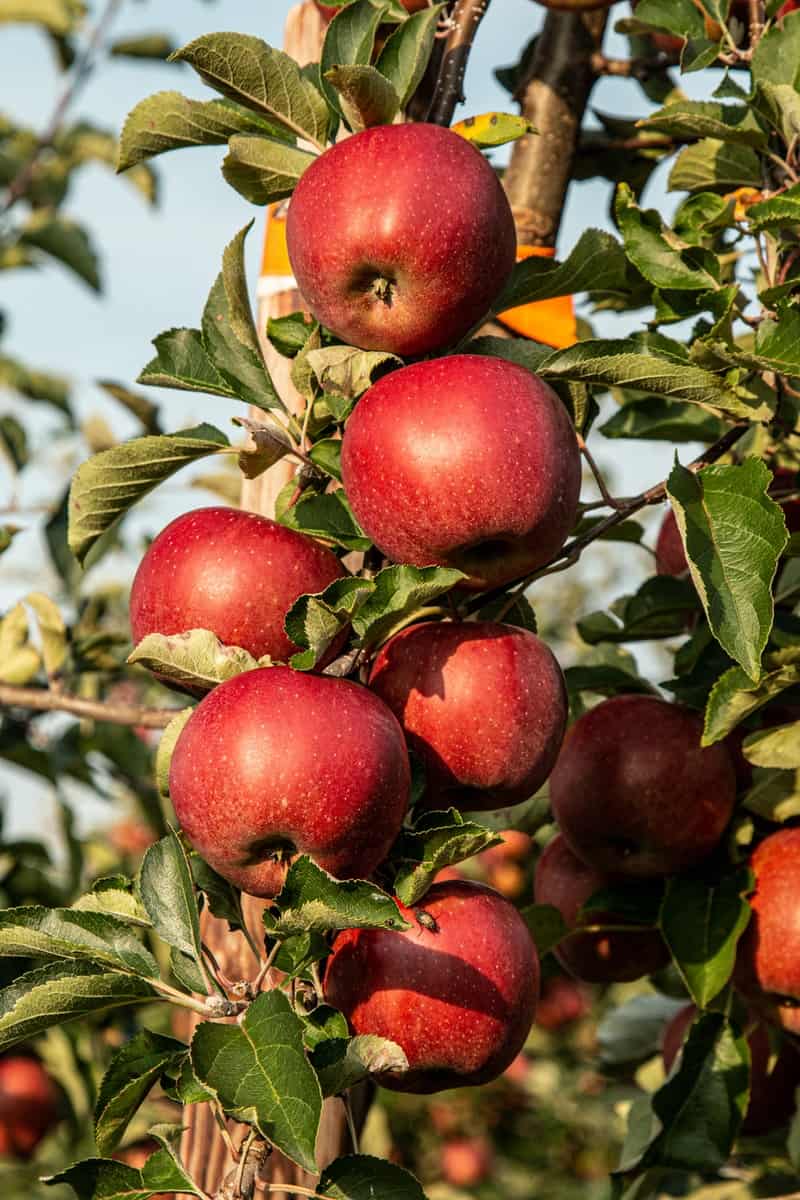 red apple fruit photograph