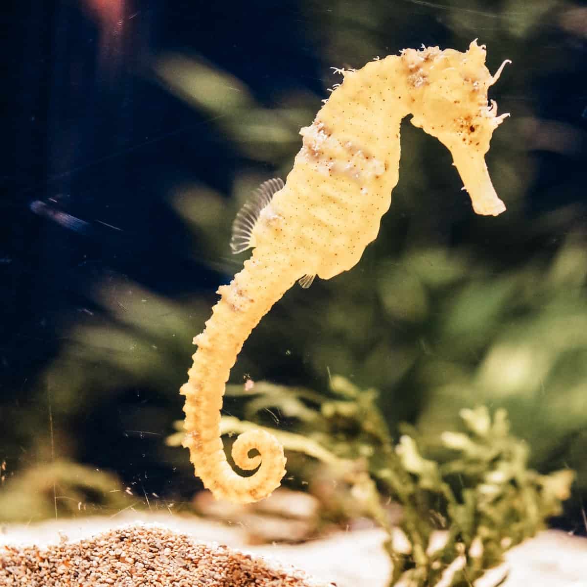 brown and white fish in fish tank