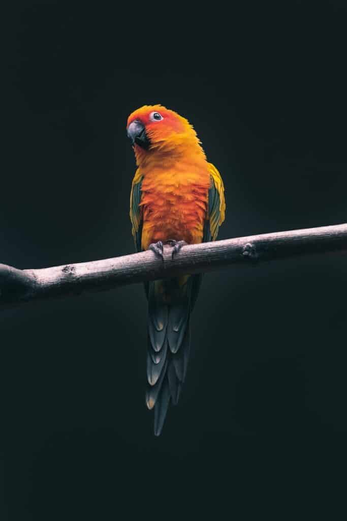 orange parrot