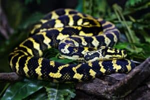 shallow focus photography of black and yellow snake