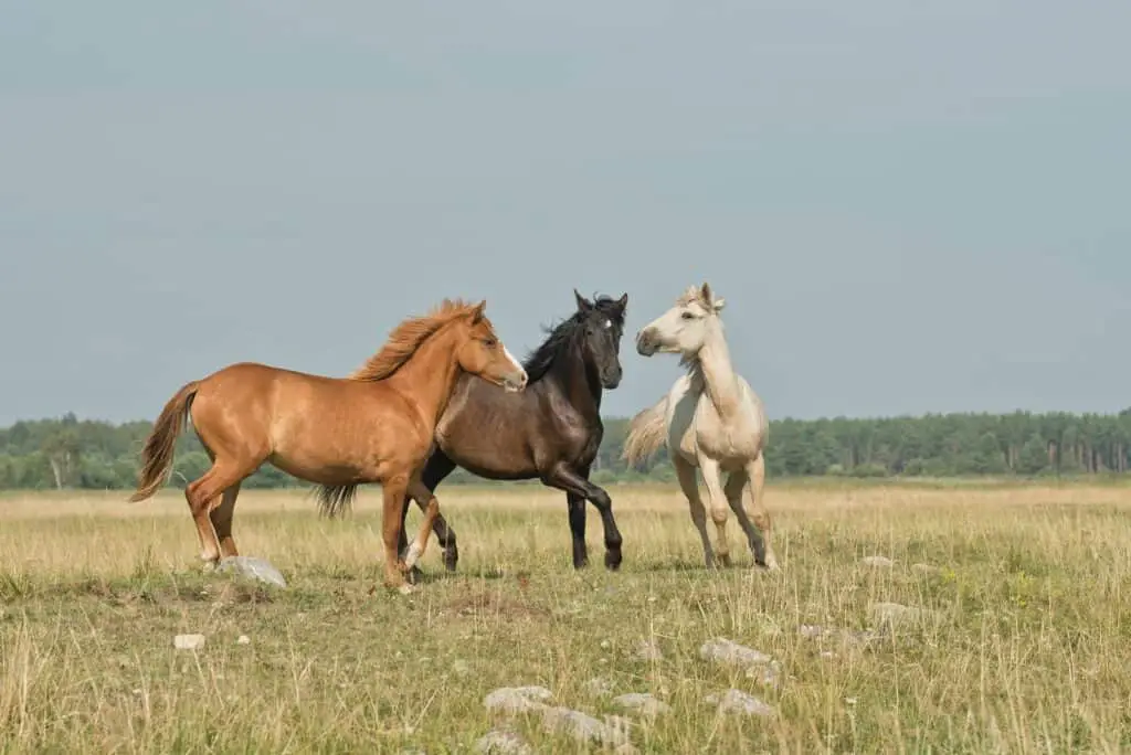 three horses on green ground