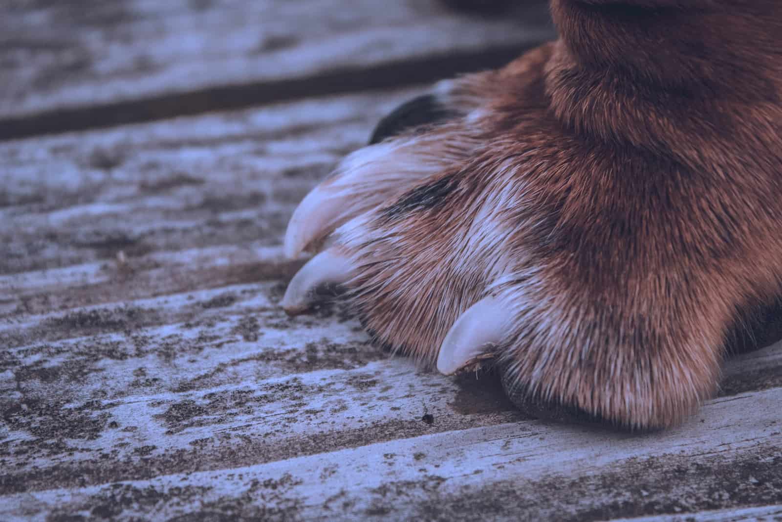 brown and white rabbit on grey wooden floor