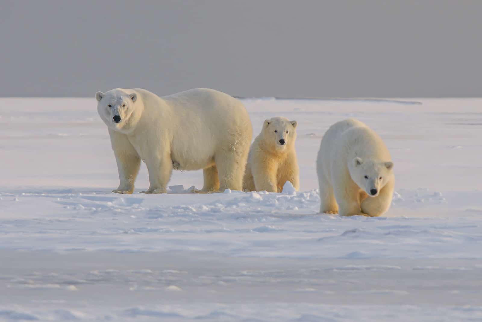 polar bear on snow covered ground during daytime