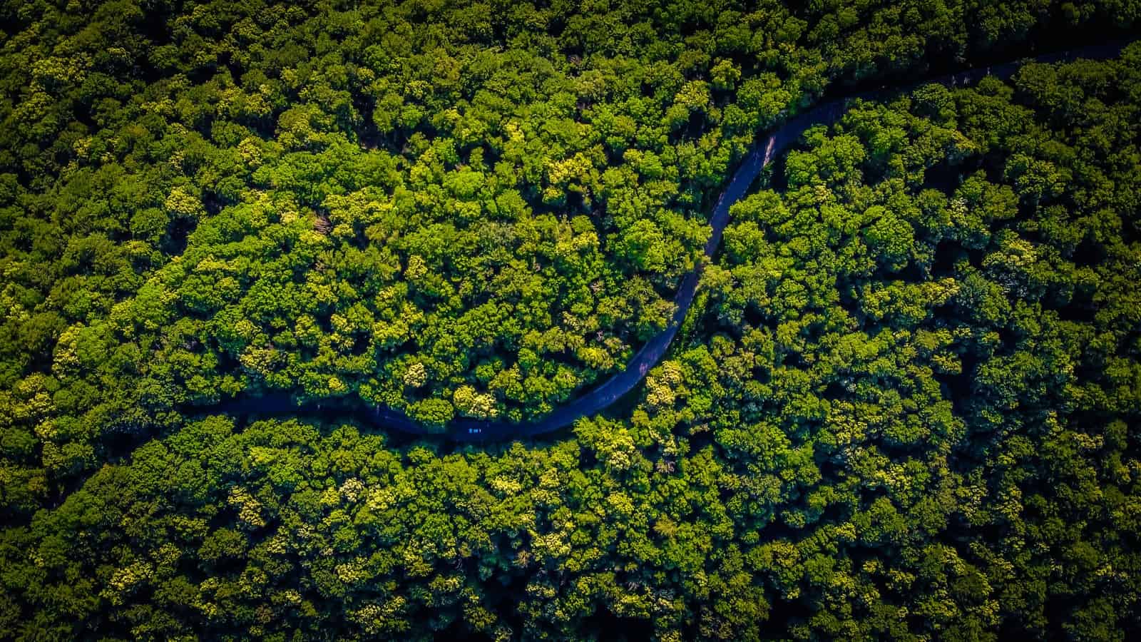 aerial view of green trees