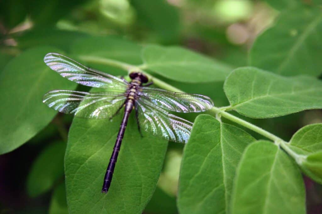 black dragonfly