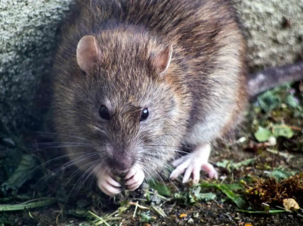 brown mouse on green grass