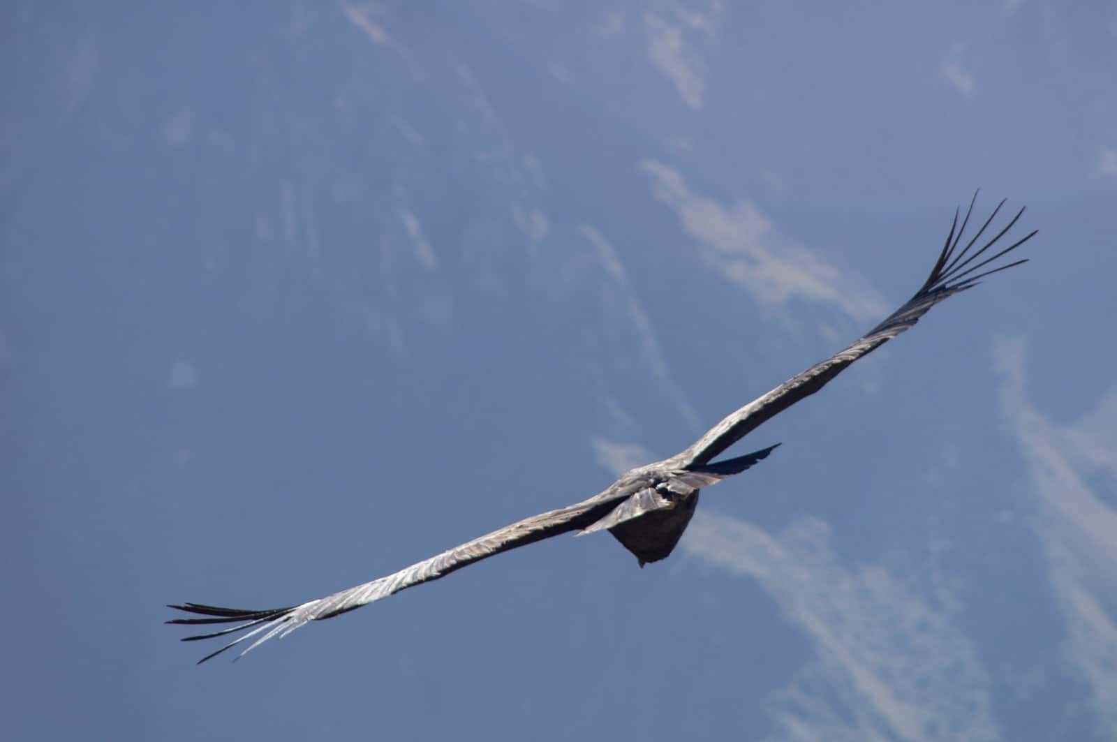 bird on flight under blue sky