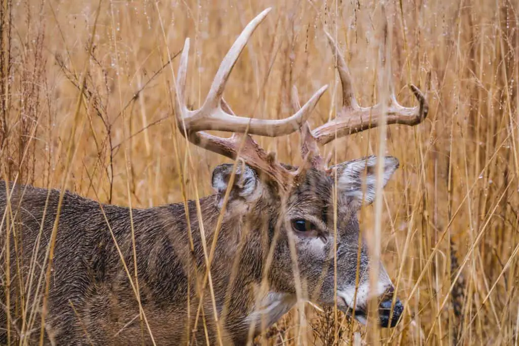 reindeer on grass field at daytime