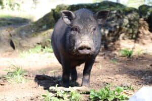 black pig on brown soil during daytime