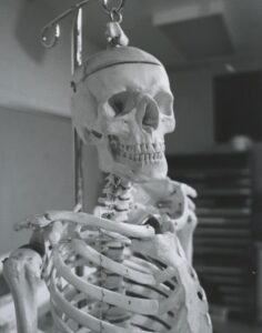 human skeleton