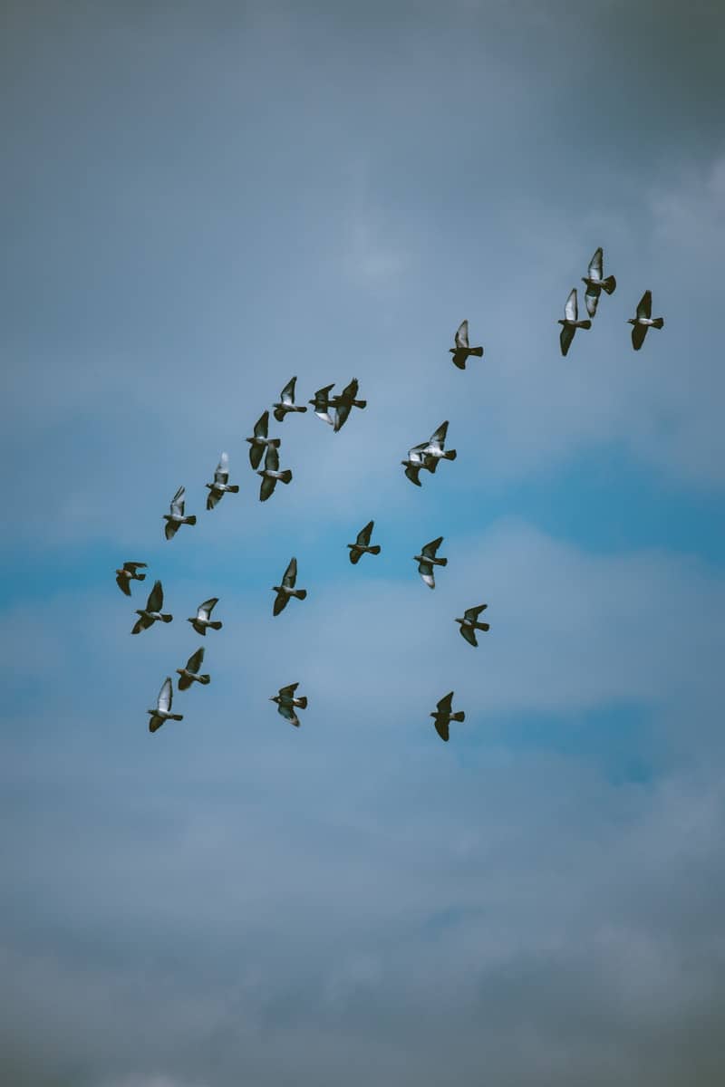 flock of birds flying under blue sky during daytime