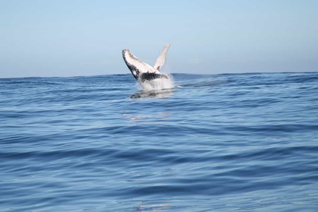 white and black whale on blue sea during daytime