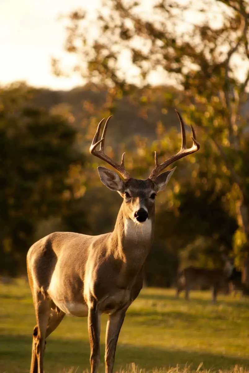 where-are-the-largest-whitetail-deer-in-north-america