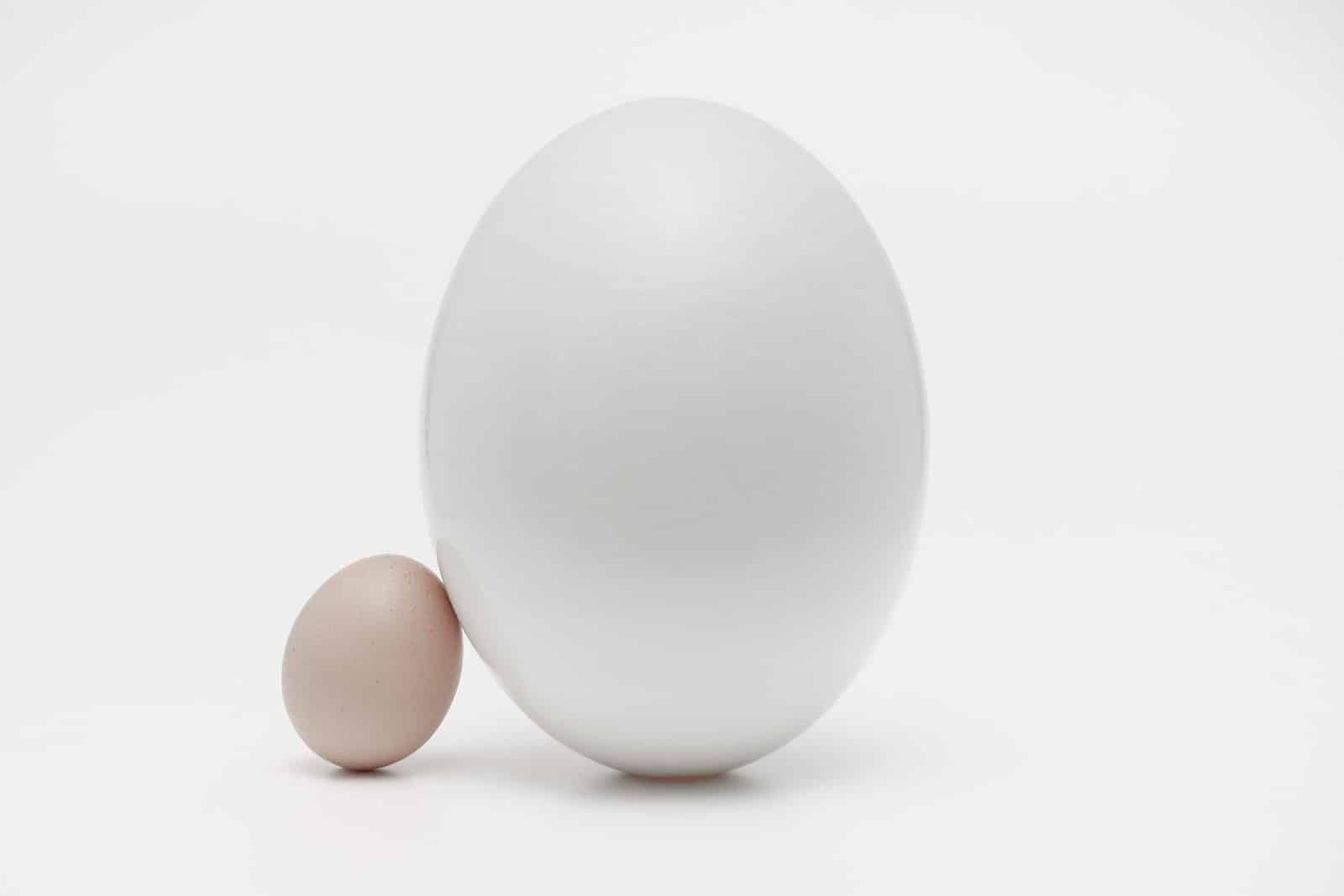 two white eggs