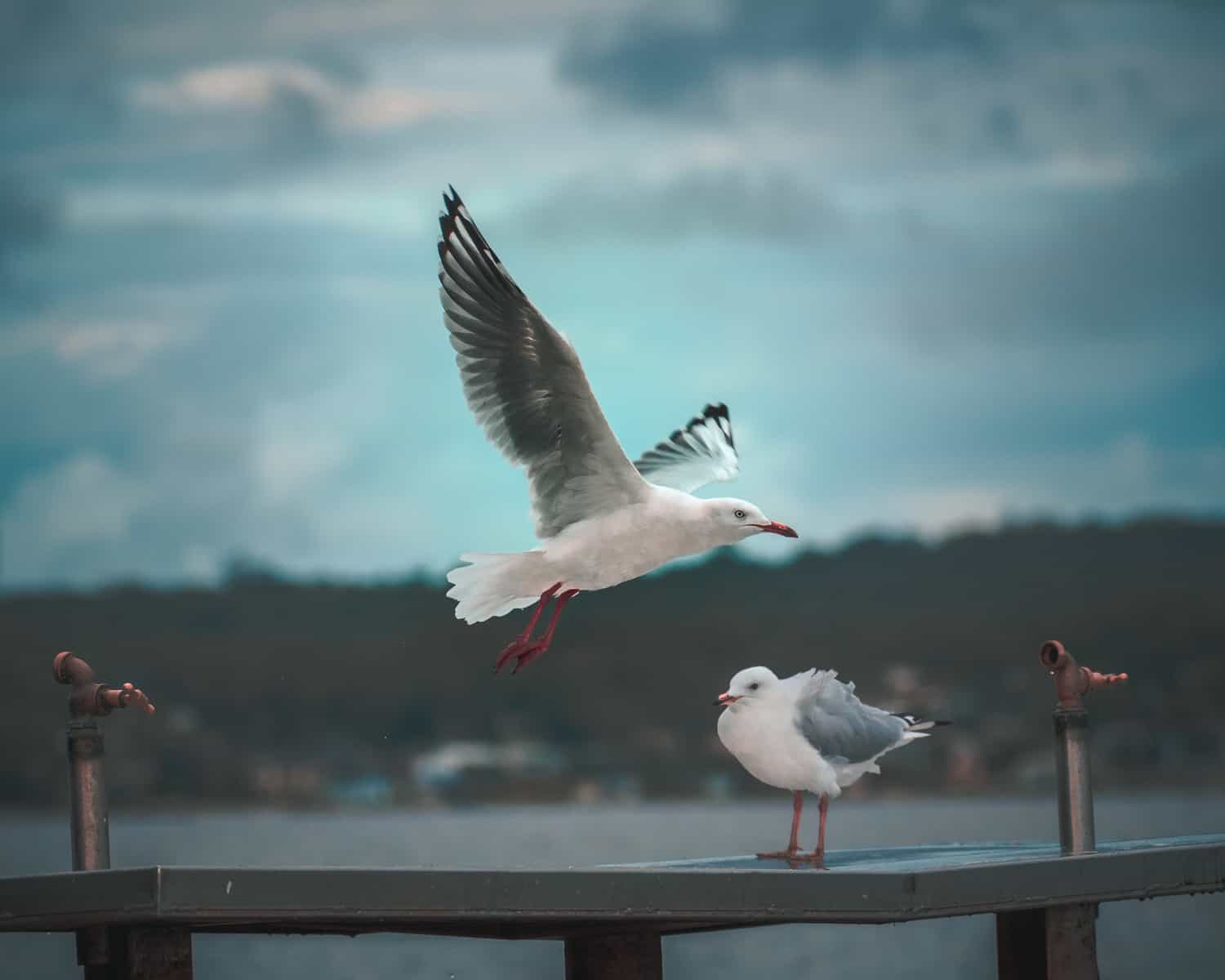 white and black bird on brown wooden fence during daytime