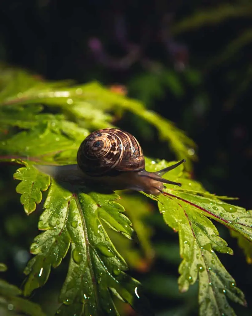 brown snail on green leaf