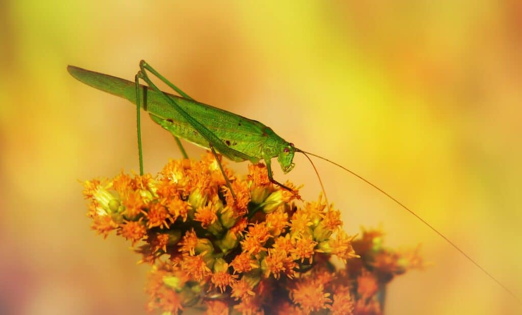 green grasshopper on pink flower