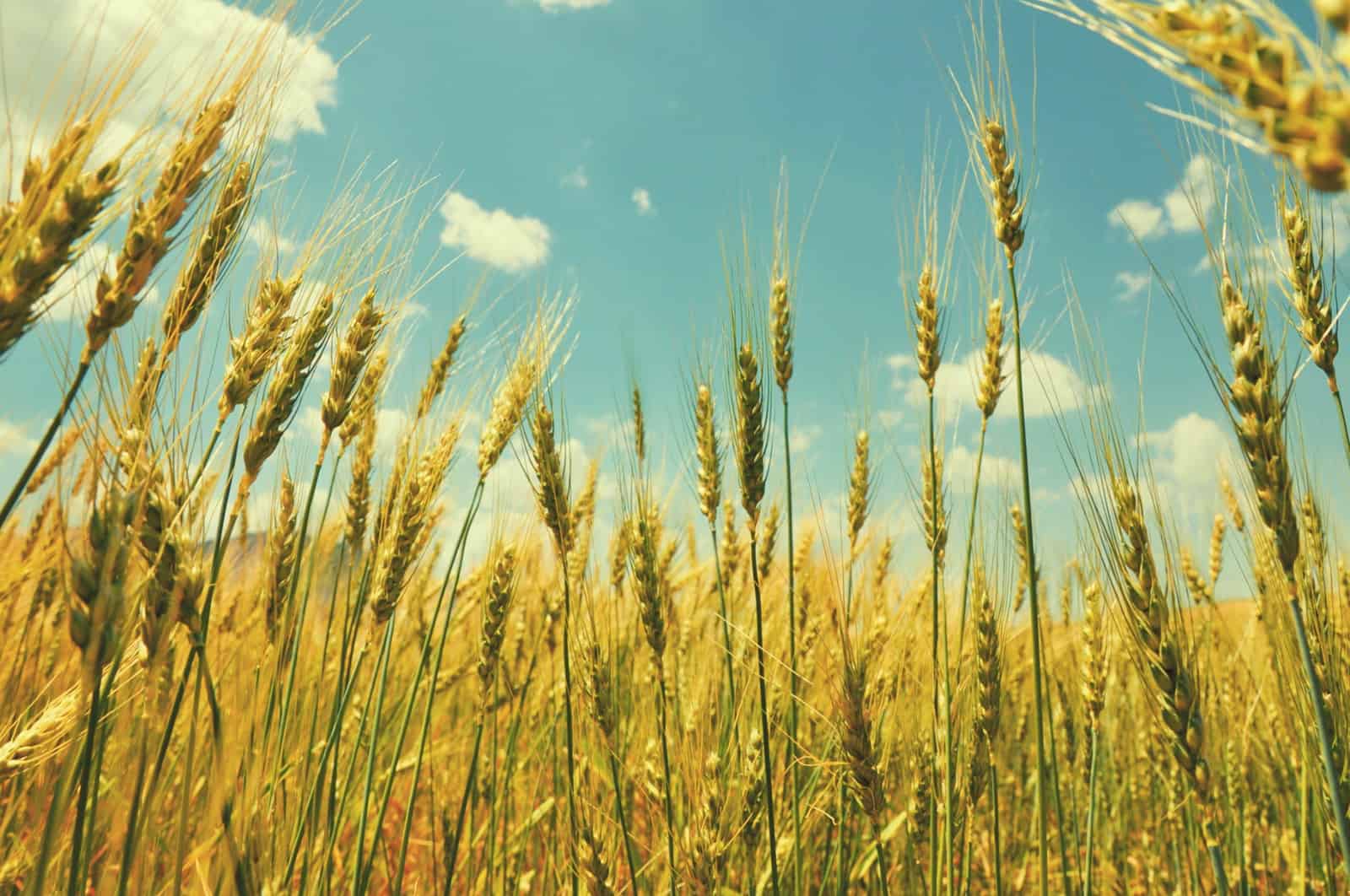 brown wheat field during daytime