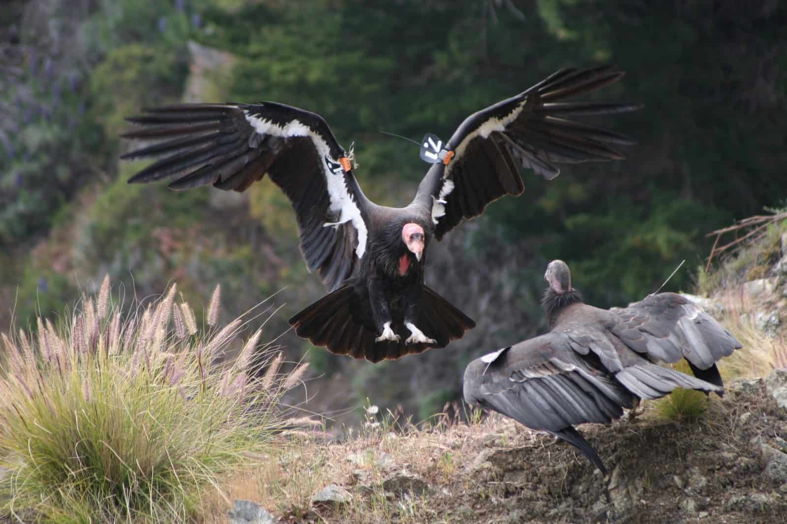 two birds fighting during daytime