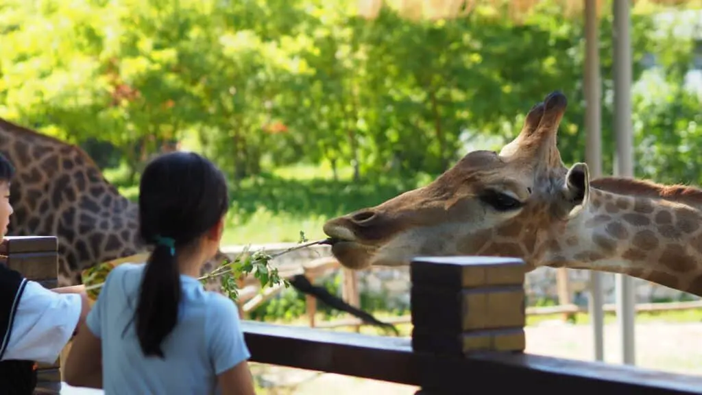 woman in blue shirt standing beside brown deer during daytime