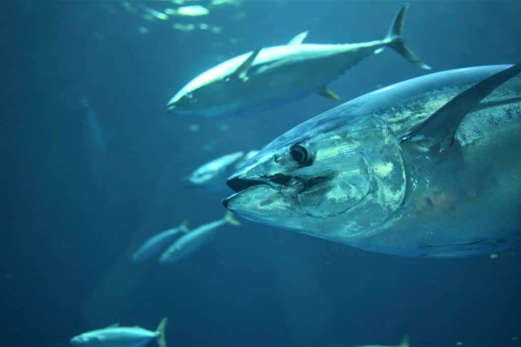 gray tuna fish