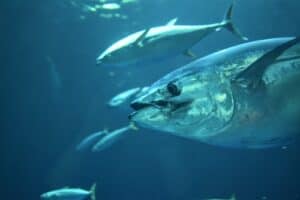 gray tuna fish