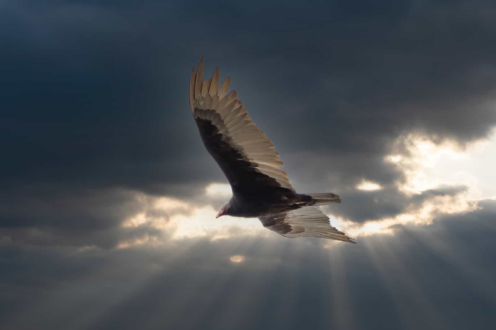 black and white bird flying under blue sky