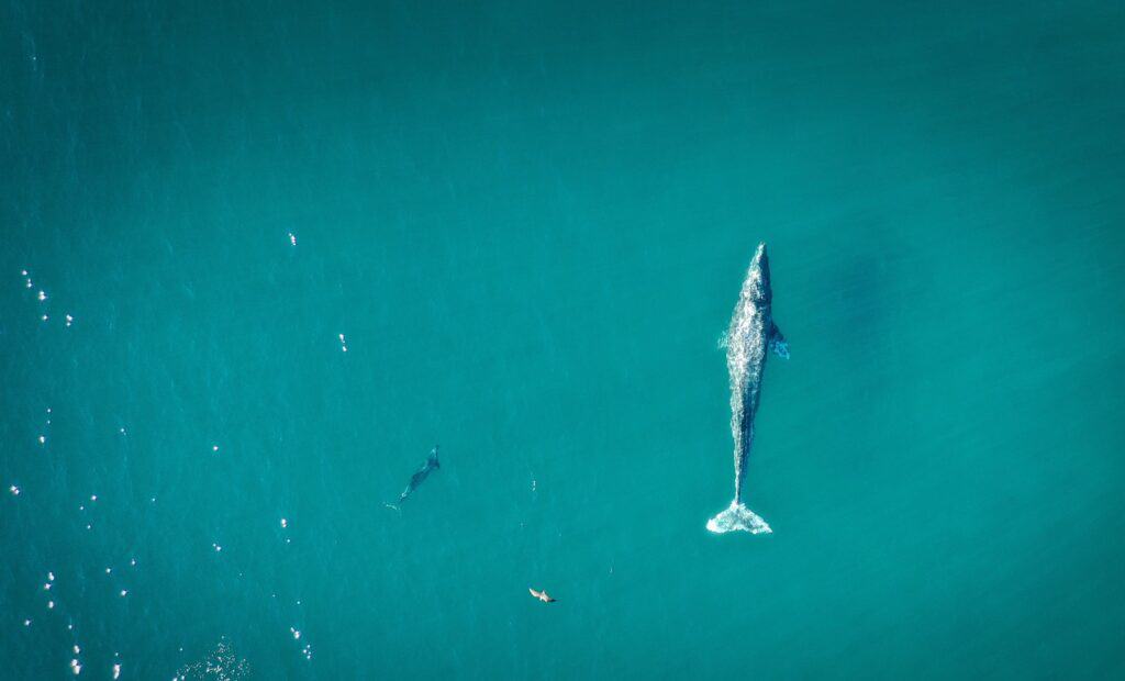 gray fish on calm water