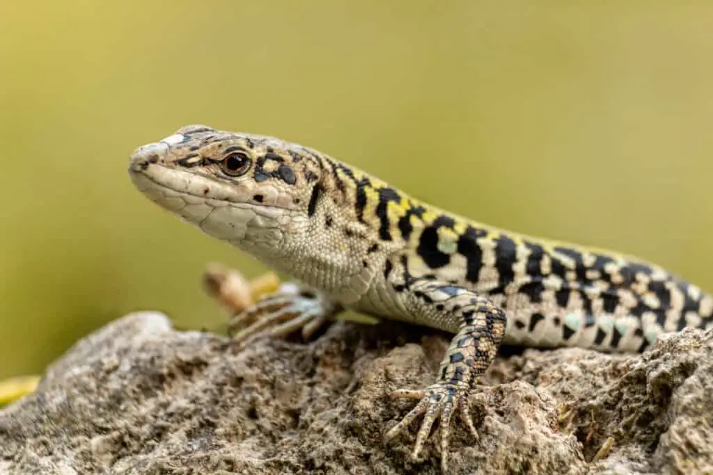 black and white lizard on brown rock