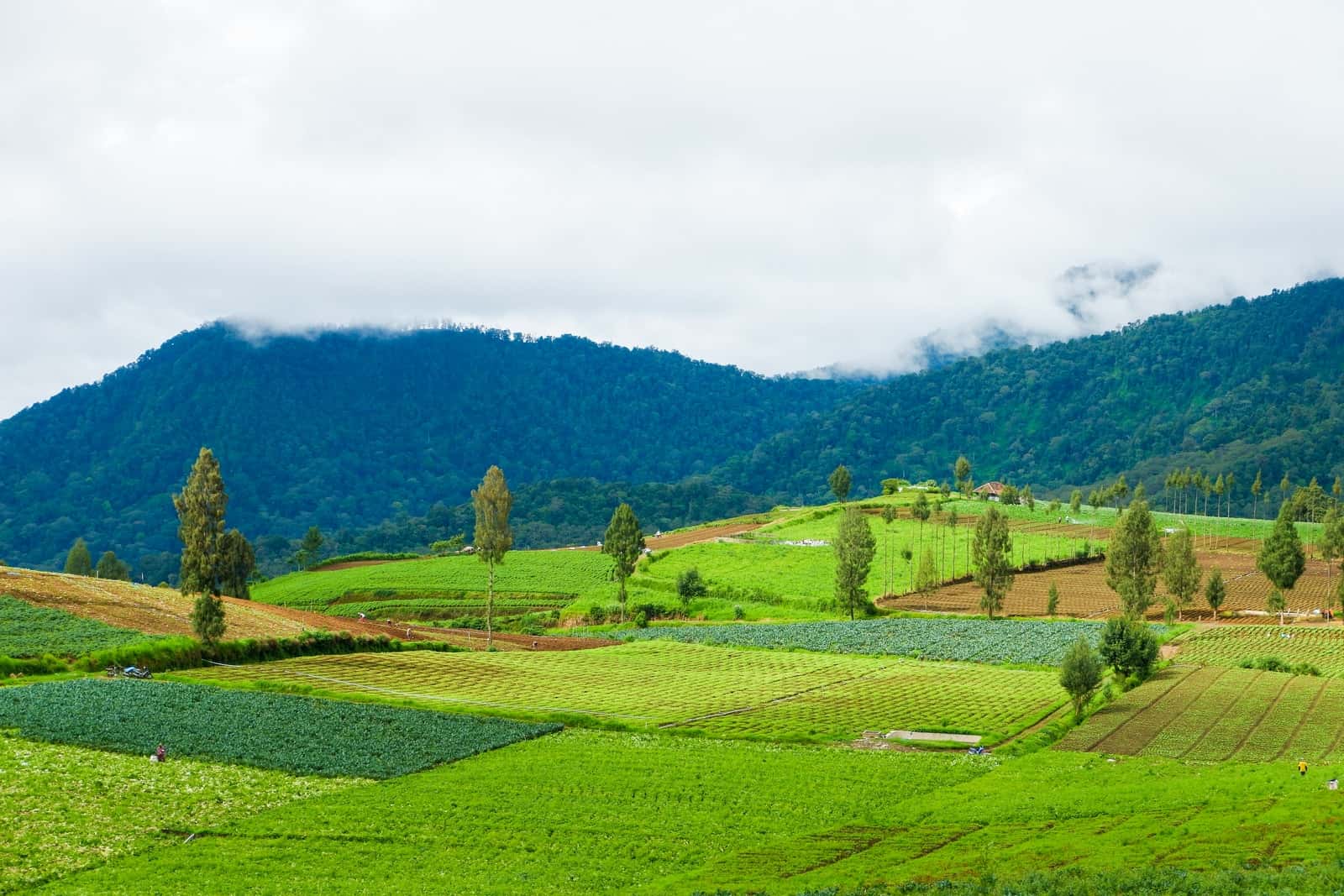 green grass field near green trees under white sky during daytime