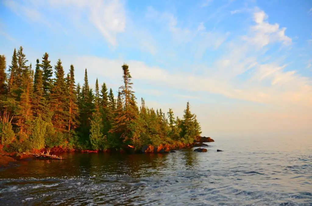 forest trees photograph