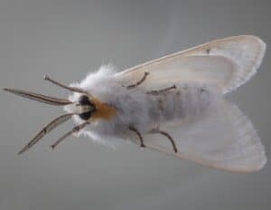 white and yellow moth on black surface