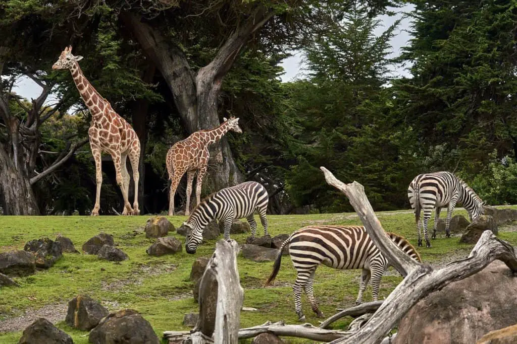 two giraffe and three zebra on green grass field under trees at daytime