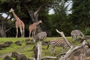 two giraffe and three zebra on green grass field under trees at daytime