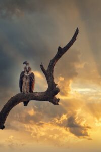 gray and white bird on brown tree branch during sunset