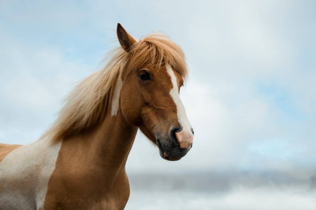 brown and white horse