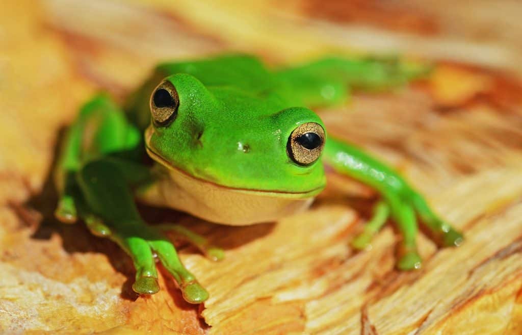 green frog on wood