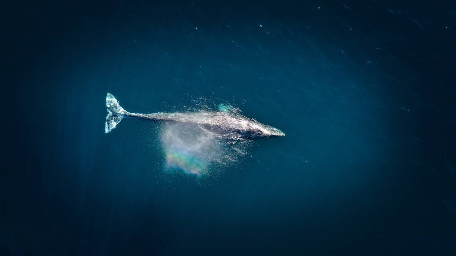 aerial photography of big fish during daytime