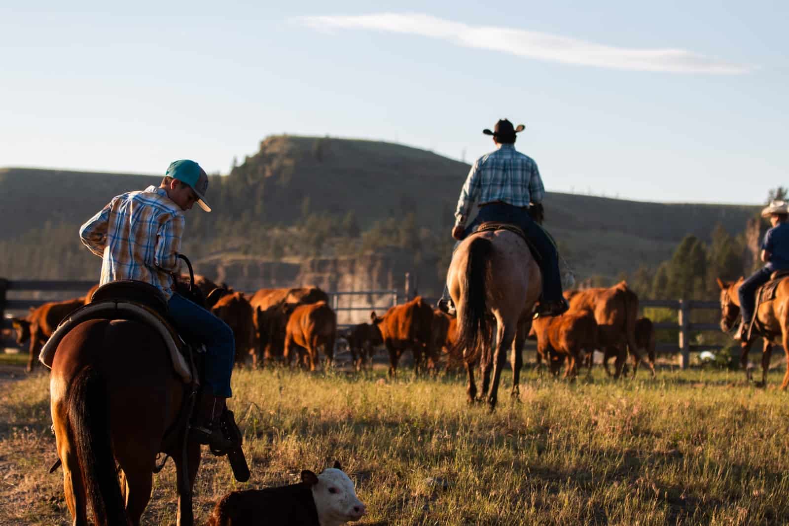 man in blue and white checkered dress shirt riding brown horse during daytime