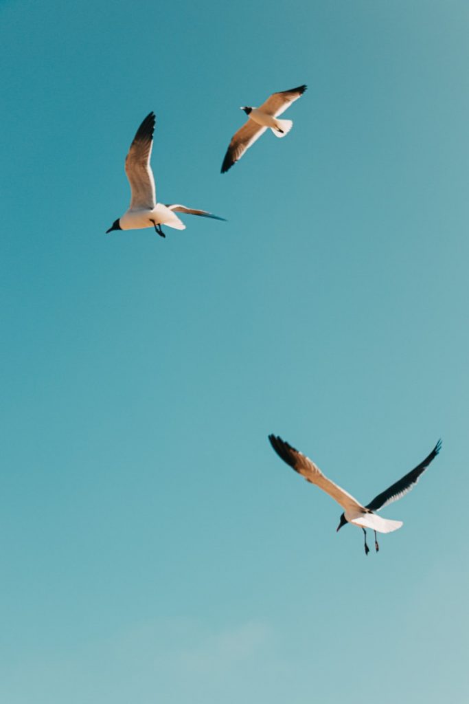 white and black birds flying under blue sky during daytime