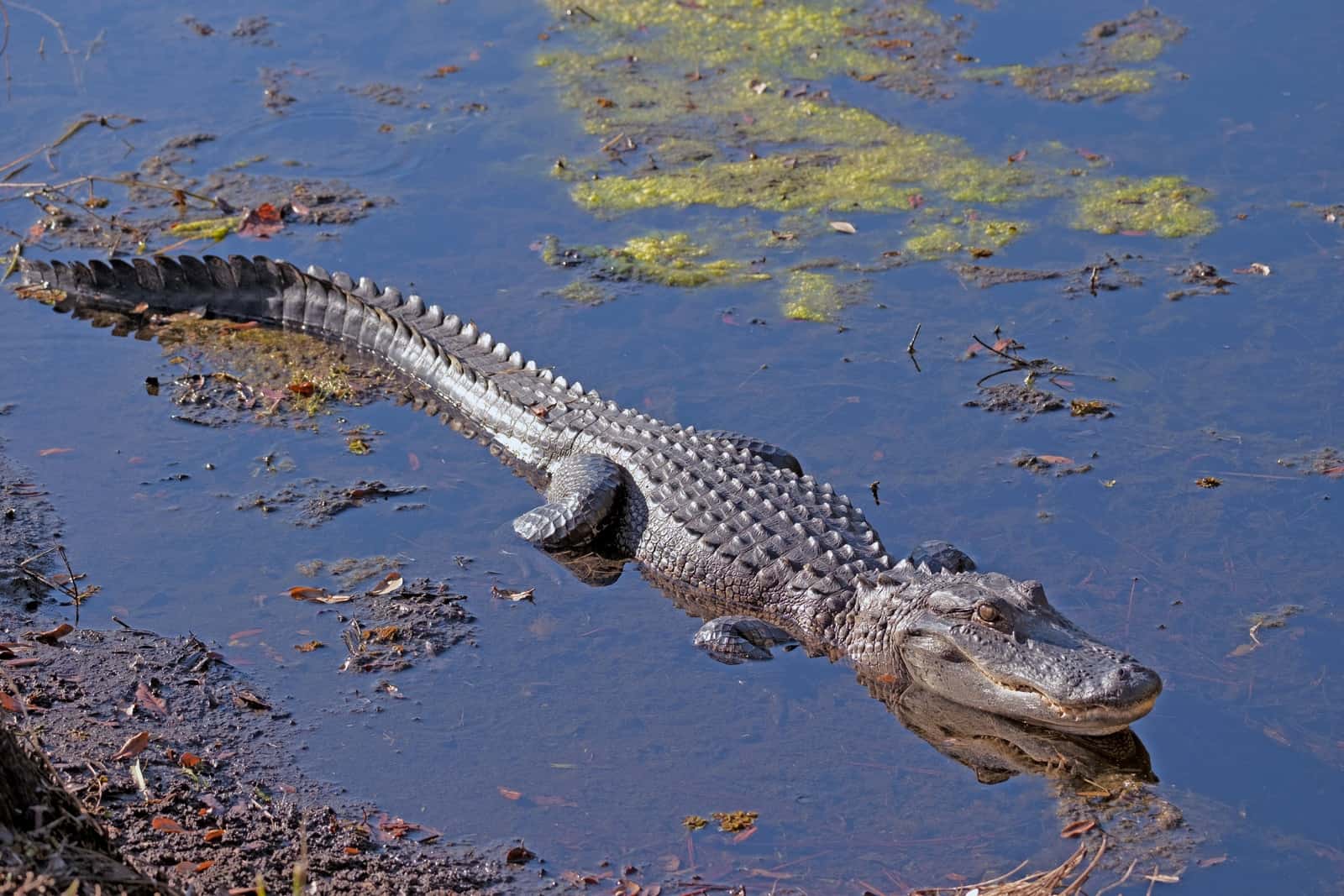 crocodile on water during daytime