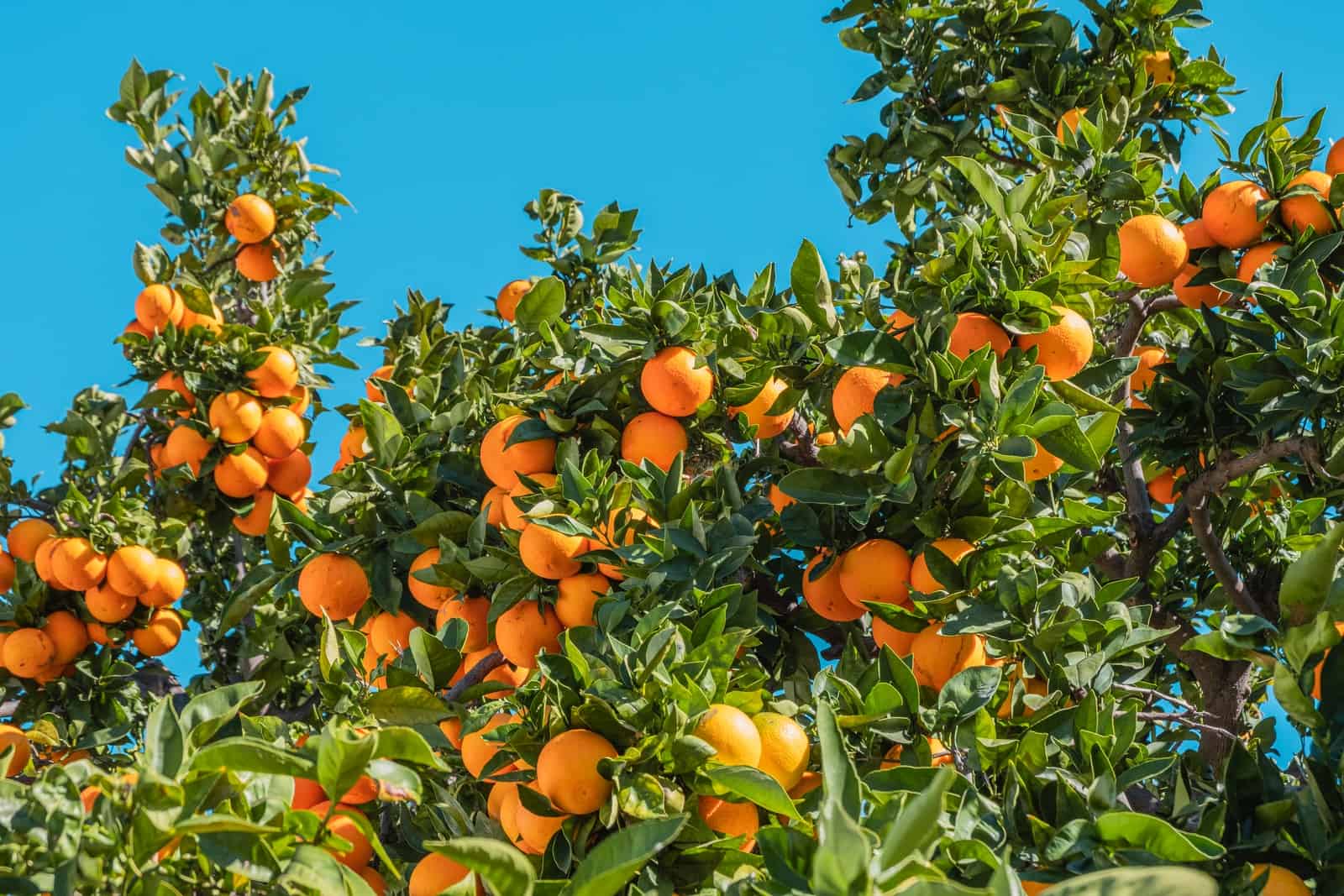 orange fruits under blue sky during daytime