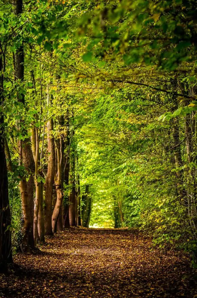 pathway between green trees