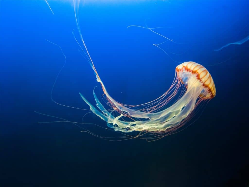 photo of brown jellyfish