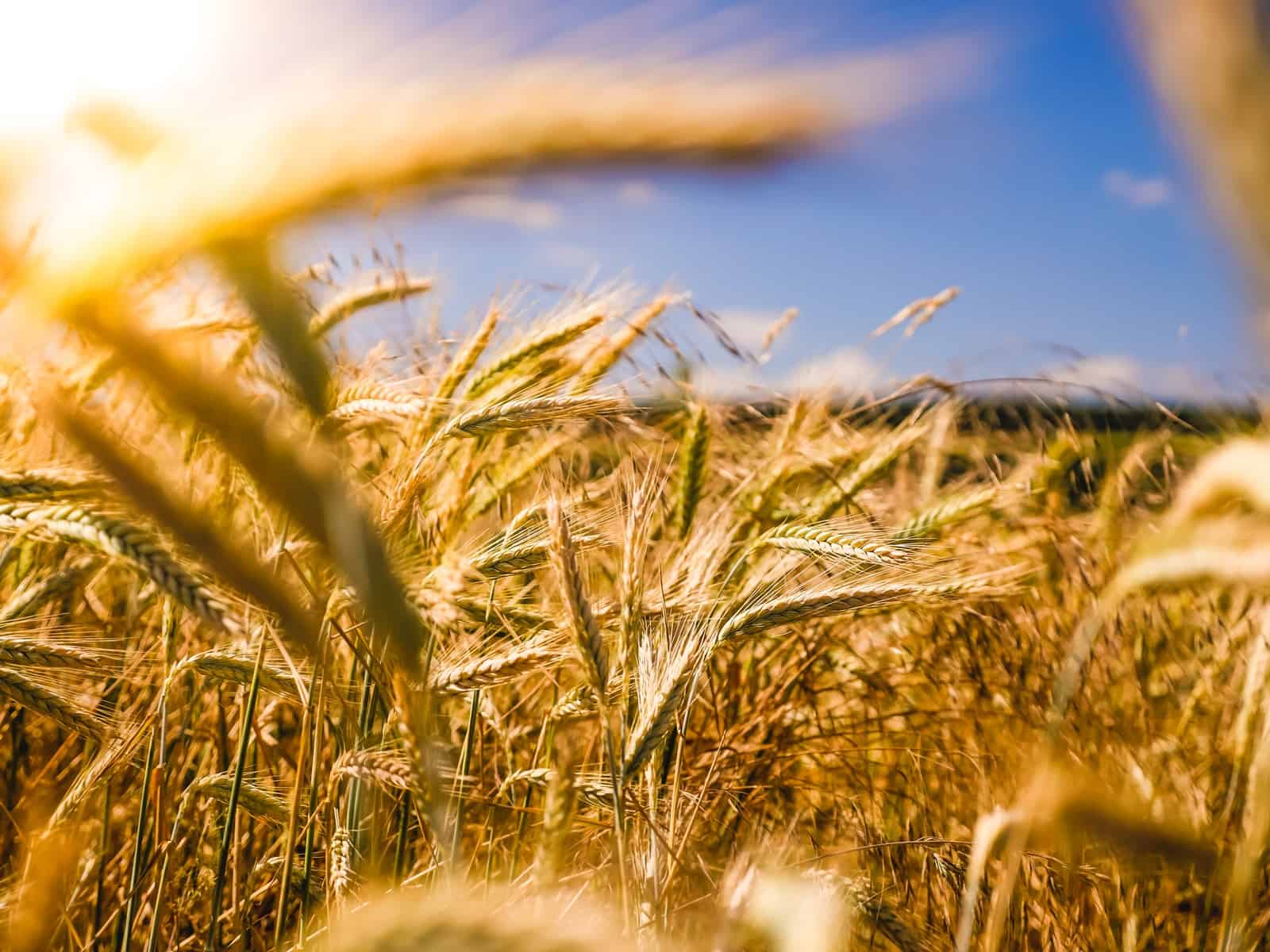 how-big-is-the-biggest-farm-in-the-uk-largestandbiggest