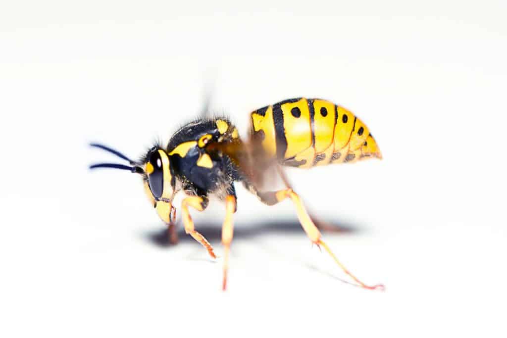 yellow and black bee on white surface