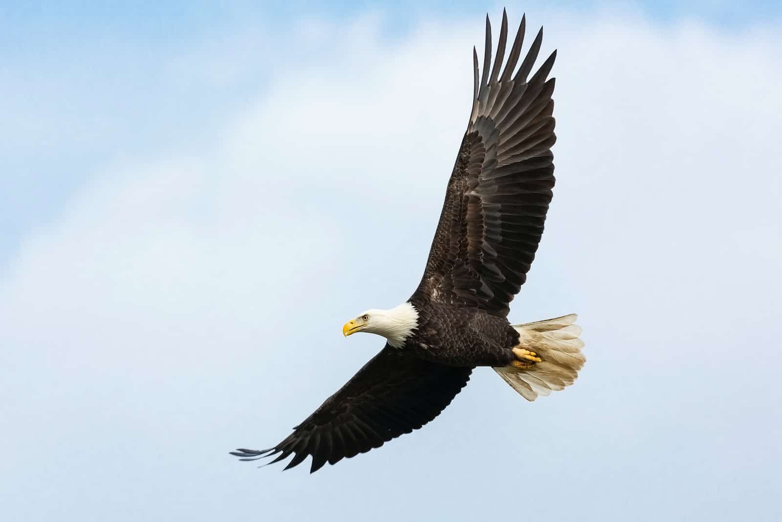 white and brown bald eagle