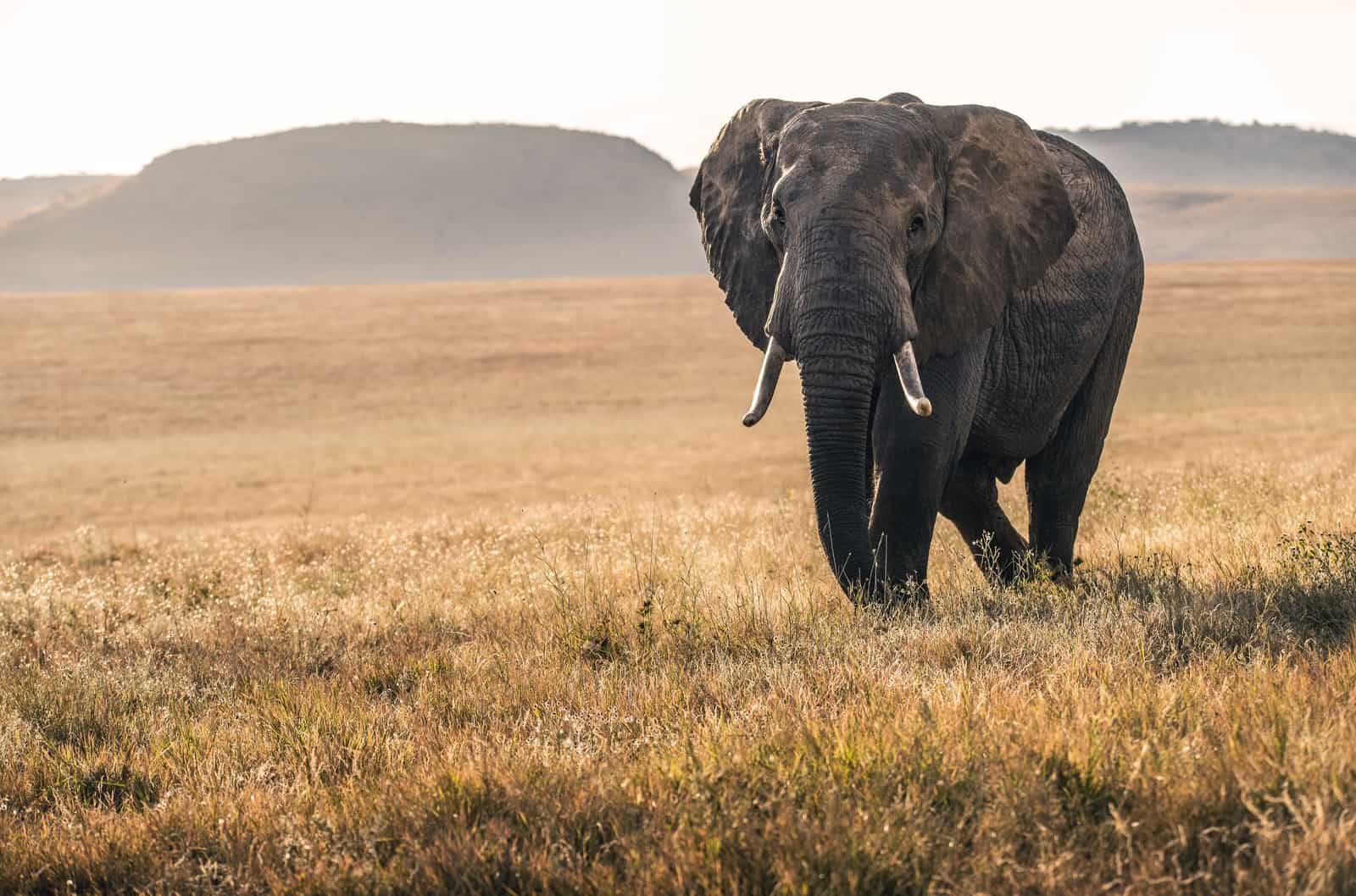 Do elephants have the largest brain? - LargestandBiggest.com