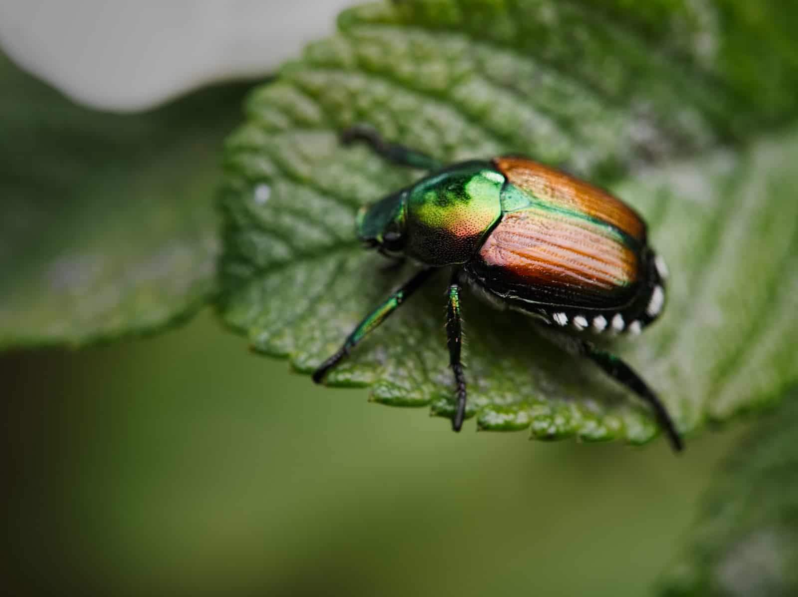 brown insect